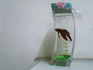 创新绿色生活 生态鱼礼品鱼与无土栽培水培花卉的完美结合